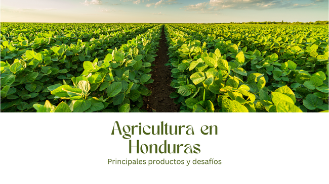 Agricultura en Honduras: Enfrentando Desafíos hacia un Futuro Sostenible